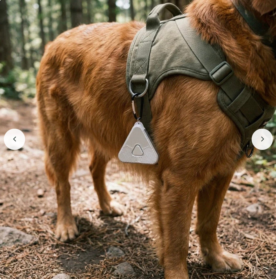 Hund i sele med Eoka Clip i sølv på en skogssti